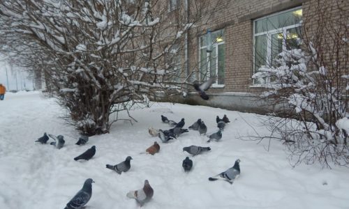 Тематическое мероприятие «Покорми птиц зимой»